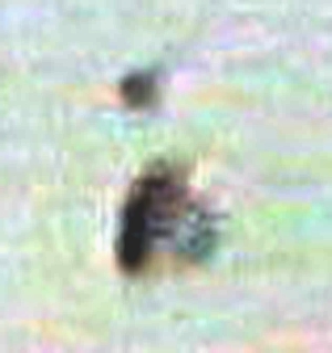 sept12Dclose.jpg (49844 bytes)